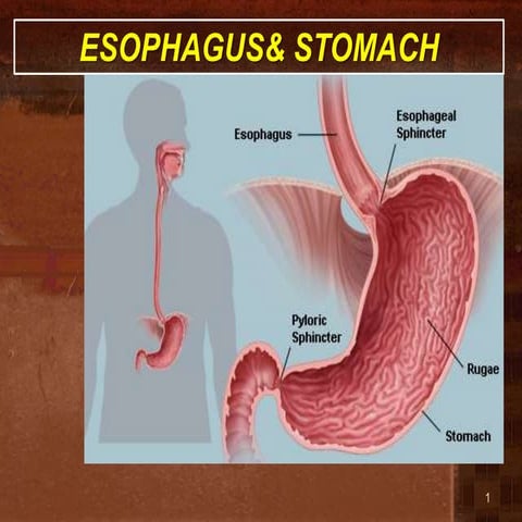Lecture 1- Esophagus and stomach.ppt
