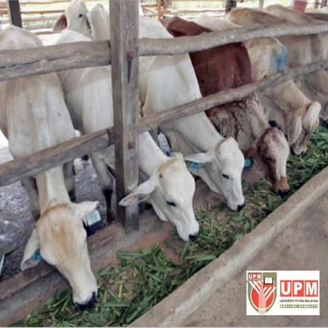 Ruminant Production | PPTX