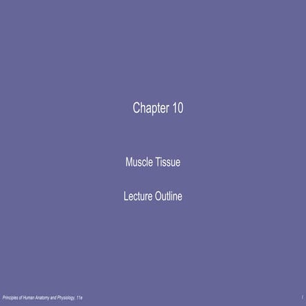 Lecture 1   muscle tissue