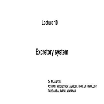 Excretory system of insects and their details