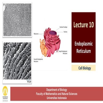 Lecture 10 - Endoplasmic Reticulum for biology major study