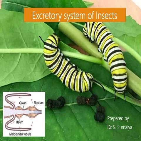 Inscet excretory system