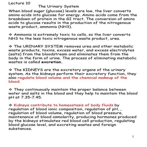 Lecture 10 and 11 urinary system