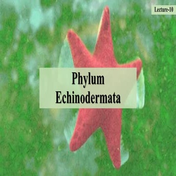 Lecture 10 echinodermata | PDF