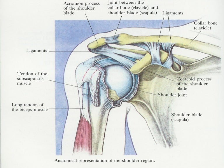 Lecture 10 shoulder rehab