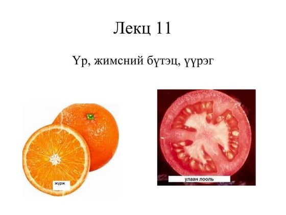 амьд биеийн үржлийн хэлбэр | PPT