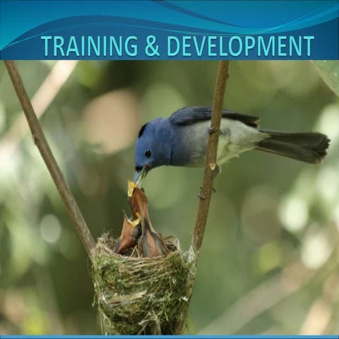 Lecture 11-16 Training and development in HR