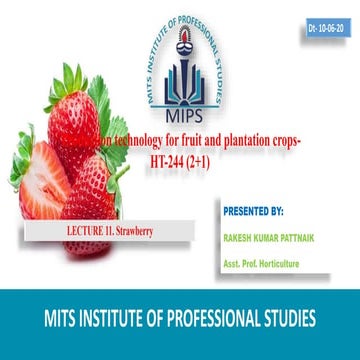 Strawberry cultivation