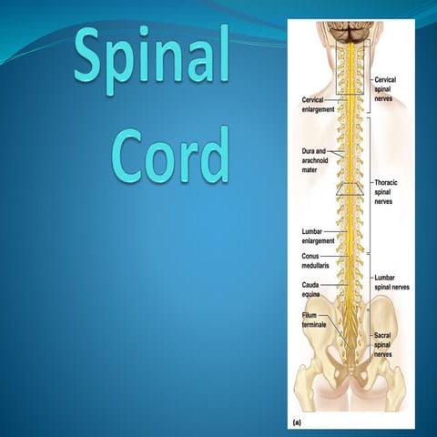 Spinal cord Anatomy