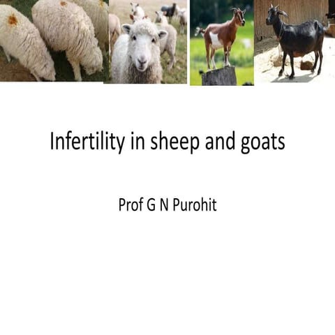 Lecture 15 infertility in sheep and goats
