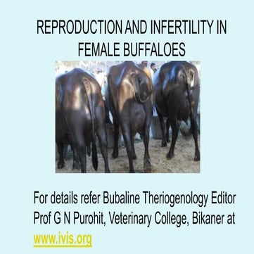 Lecture 19 Reproduction and infertility in female buffaloes
