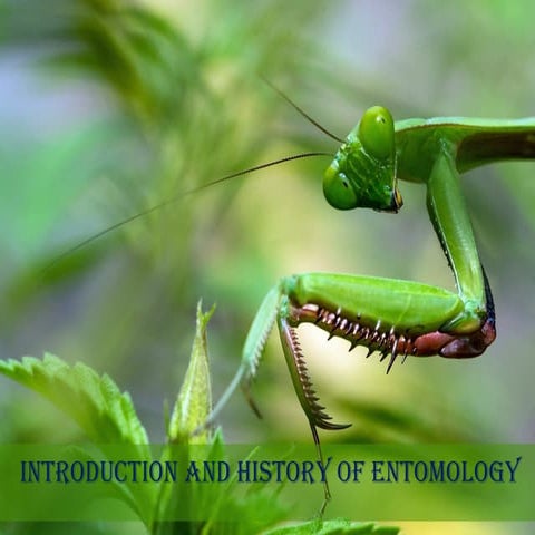 Lecture 1 Introduction history and institutes of entomology_1.pptx