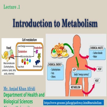 Introduction to metabolism | PPT