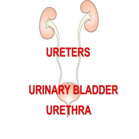 Lecture 2- Anatomy of Ureter, Urinary Bladder & Urethra.ppt