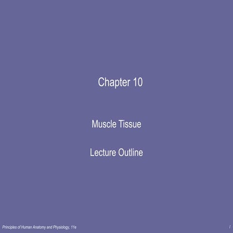Lecture 2   muscle tissue cont