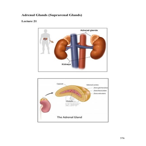 Lecture 21 adrenal glands diseases - pathology