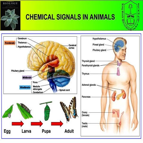 Hormones its classification and chemical naturelecture.ppt
