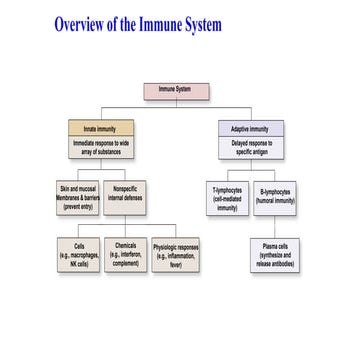 The Human Immune System.ppt
