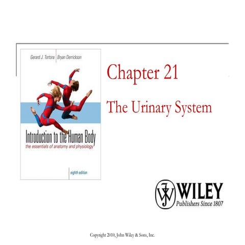 Lecture 2 the urinary system