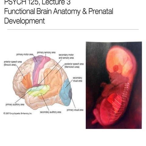 Lecture3 psych125 bunge