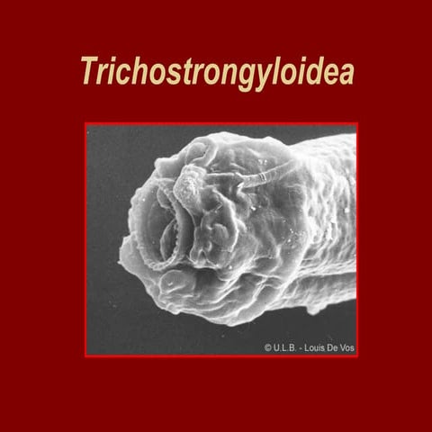 Lecture 3 trichostrongylus