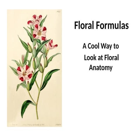 Floral formulas and diagrams | PPT
