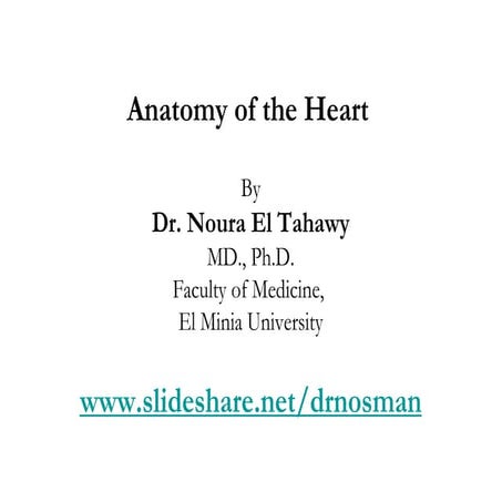 Lecture 4 Heart Anatomy