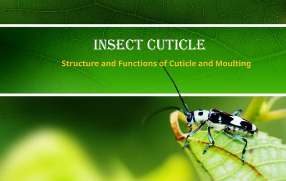 Moulting in Insect by sami | PPSX | Skin and Dermatology | Diseases and ...