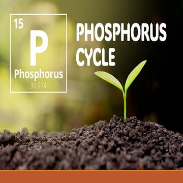 Lecture 4 PHOSPHORUS AND SULFUR CYCLE.pdf