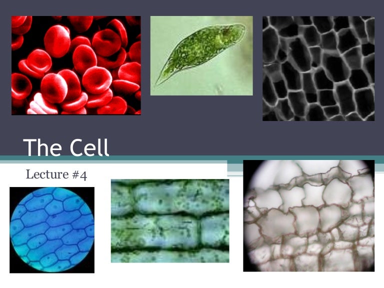 The Cell