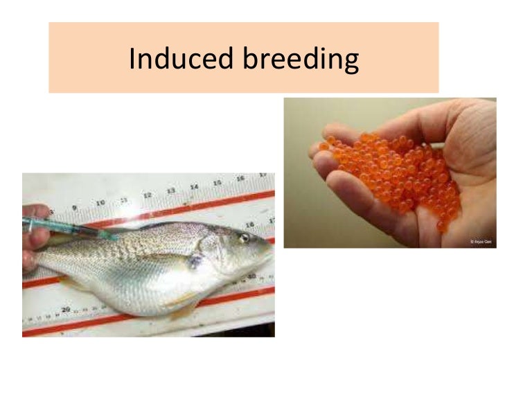 Lecture 5.induced breeding mcm