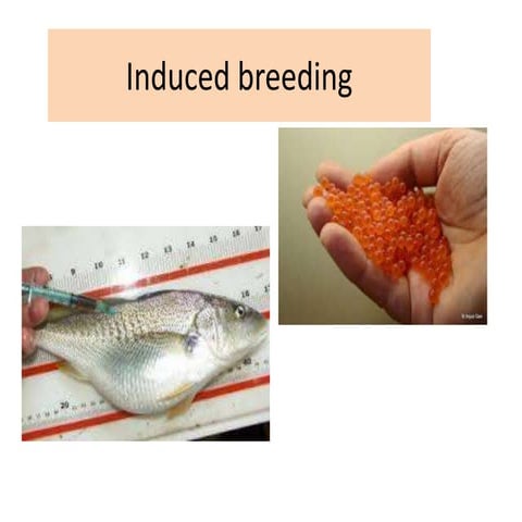 Lecture 5.induced breeding mcm | PPTX