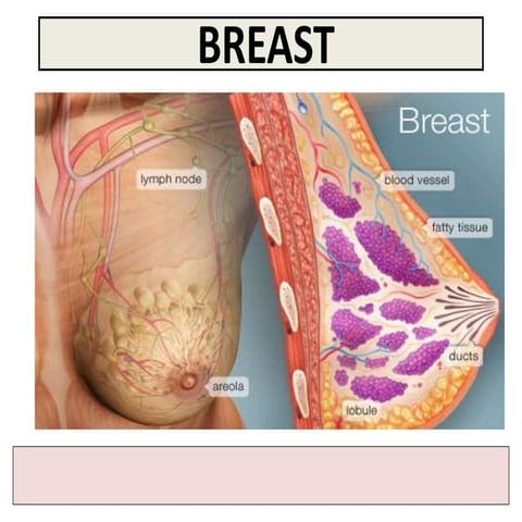 Lecture 5- FEMALE BREAST ANATOMY FOR NURSING STUDENT 2-1.ppt