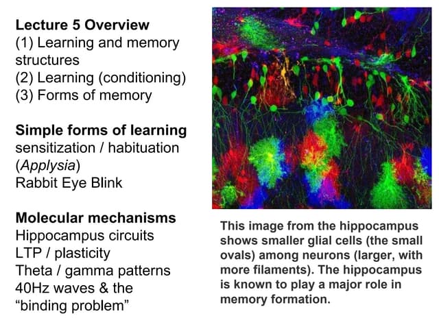 Lecture 5   learning & memory