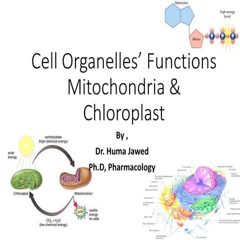 Mitochondria & choloroplat- Energy Harness Final old microsoft version.ppt