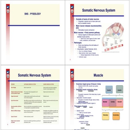 somatic nervous system lecture lesson one