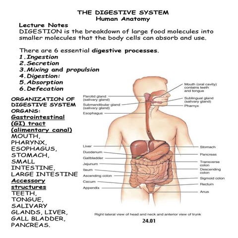 Lecture 5 and 6 digestive system