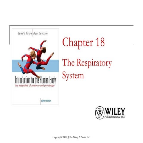 Lecture 5 the respiratory system