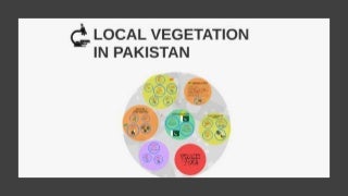 Local Vegetation in Pakistan