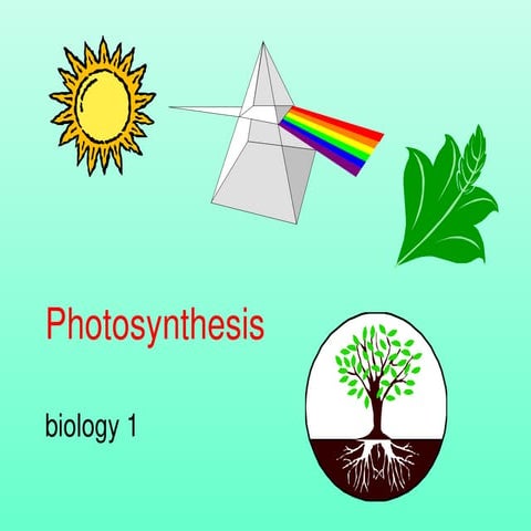 Chapter 13 photosynthesis in higher plants | PPT