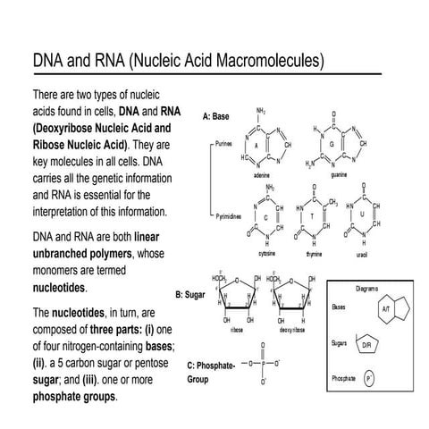 lecture6-DNA1 lecture of university course
