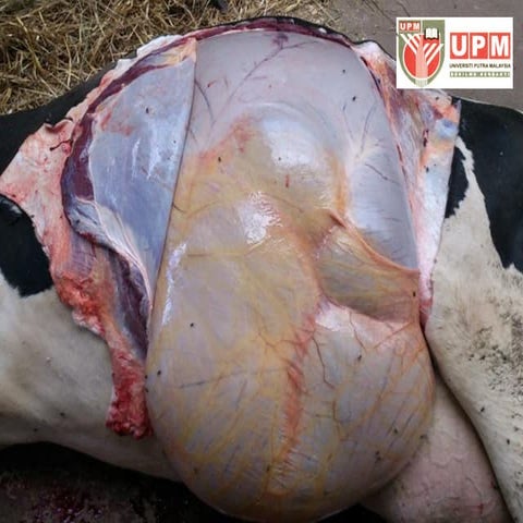 Lecture 6 (1 Hr) - Ruminant VS Non Ruminant GIT (1).pdf