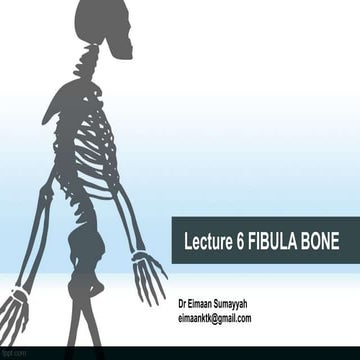 Lecture 6 fibula bone