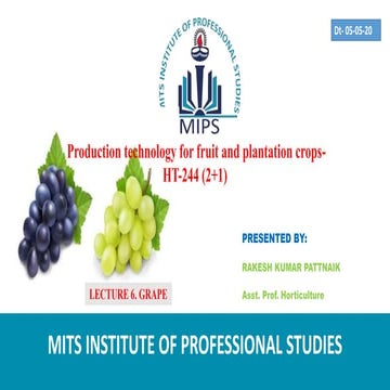 Cultivation of Grape