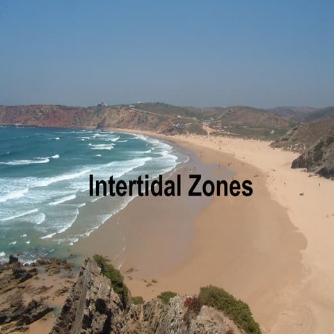 Lecture 6 Intertidal Zones