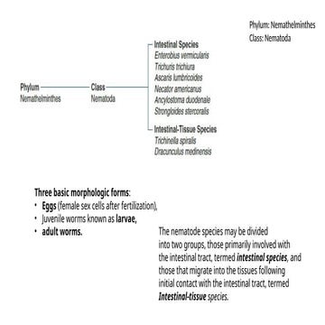 Nematodes trematodes and cestodes handouts | PDF