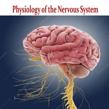 Lecture_7_Cerebel cortex_Lecture.....pdf