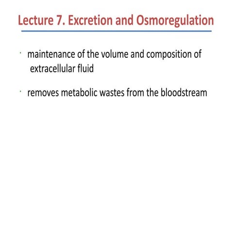 Lecture 7 excretion and osmoregulation
