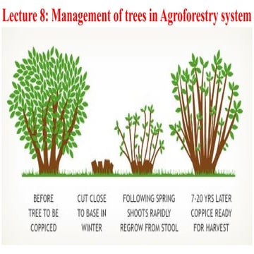 Lecture 8-Management of trees in Agroforestry system.pptx