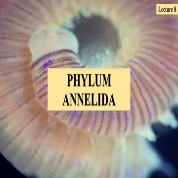 Lecture 8  phylum  annelida